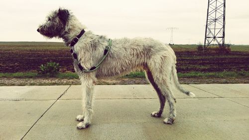 Dog standing on field against sky