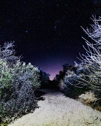 Trees against sky at night