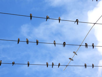 Low angle view of birds perching on cable against sky