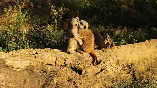 View of rock on land