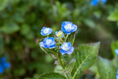 Close-up of purple flowering plant