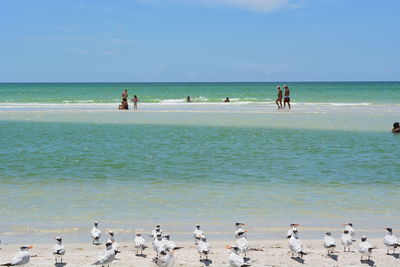 Caspian terns and people at beach