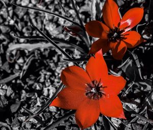 Close-up of red flowers