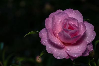 Close-up of wet rose in rainy season