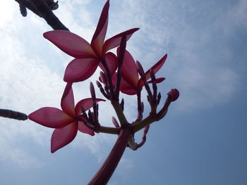 Low angle view of red flowering plant against sky