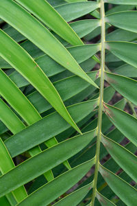 Full frame shot of green leaves