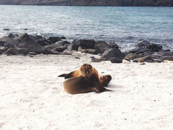 Seals relaxing at beach