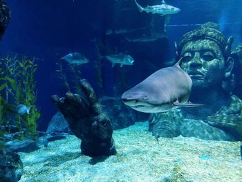 Fish swimming in aquarium