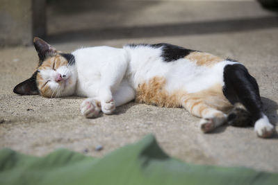 Cat sleeping on footpath