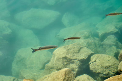 Fish swimming in sea