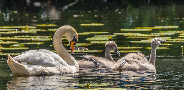 Swan with cygnets swimming in lake