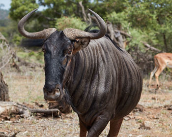 Close up of a blue wildebeest