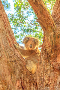 Low angle view of animal sitting on tree trunk