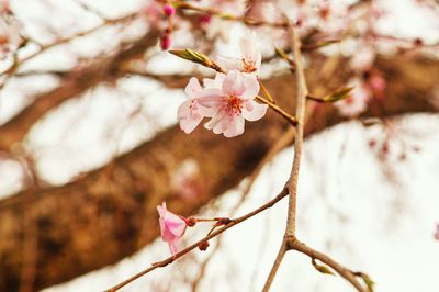 Close-up of pink cherry blossom