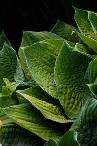 Close-up of leaves