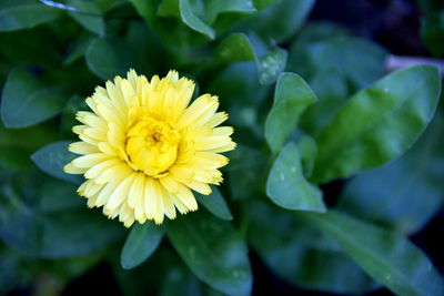 Close-up of yellow flowering plant