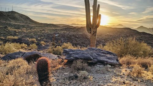 Cactus growing on rock against sky