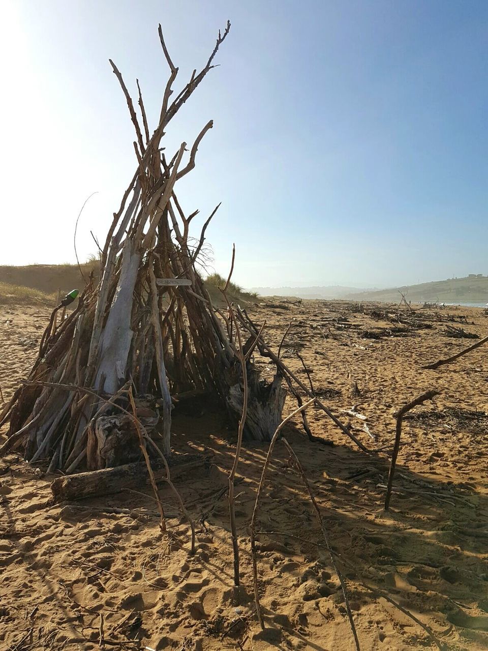 plant, sand, tree, no people, outdoors, nature, day