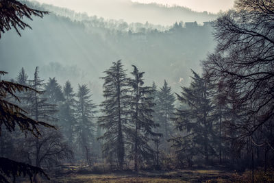 Pine trees in forest during winter