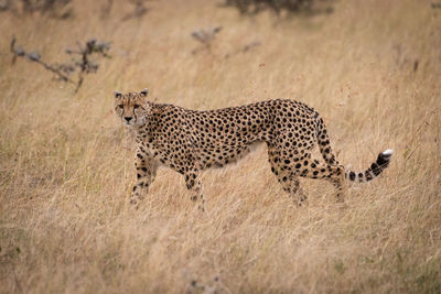 Cheetah walking on dry field