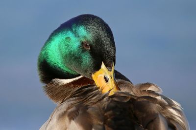 Close-up of a bird against clear blue sky