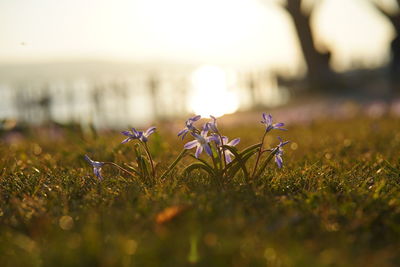 Close-up of purple crocus flowers on field