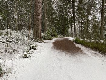 Road amidst trees in forest during winter