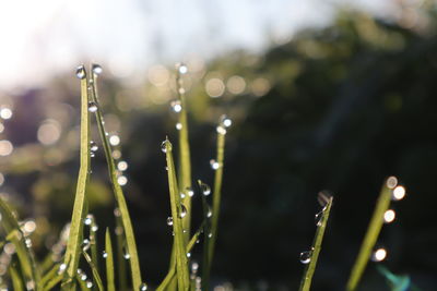 Close-up of wet plants during rainy season