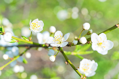 Close-up of white cherry blossoms