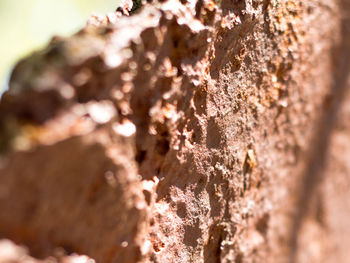 Close-up of tree trunk