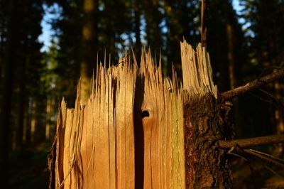 Close-up of wooden tree trunk in forest