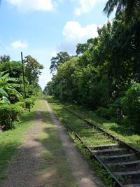 Footpath amidst trees