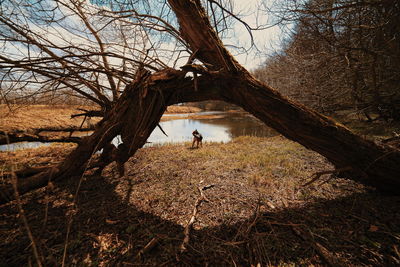 Dog standing by bare tree in forest
