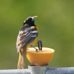 Close-up of bird perching on fruit