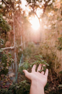 Cropped hand of woman holding mushroom