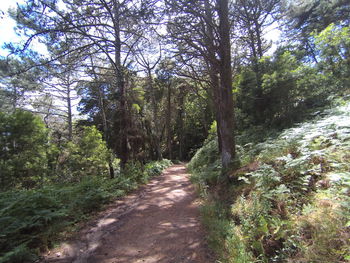 Road amidst trees in forest