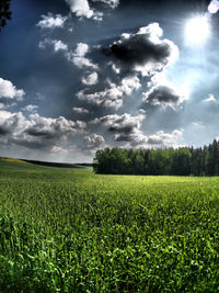 Scenic view of field against sky