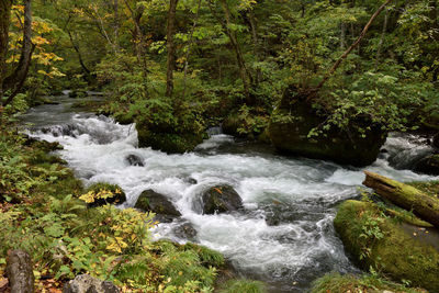 Scenic view of waterfall in forest