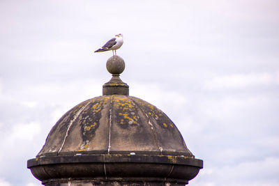 Low angle view of seagull against sky