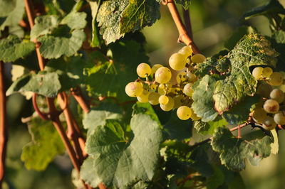 Close-up of grapes growing on tree