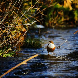Close-up of duck in water