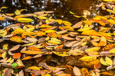 High angle view of autumnal leaves