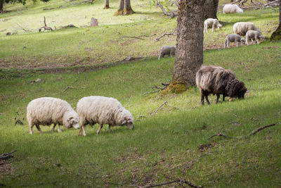 Sheep grazing in pasture