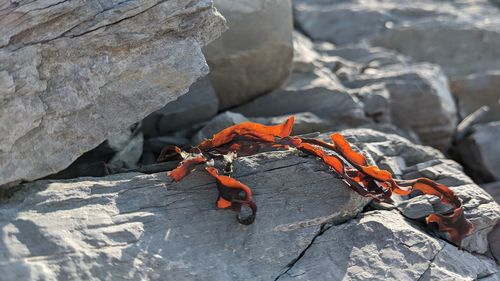 High angle view of orange butterfly on rock