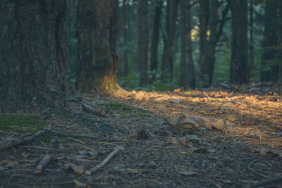 View of tree trunk in forest