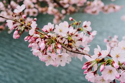 Close-up of pink flowers blooming on tree