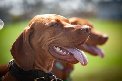 Close-up of a dog looking away