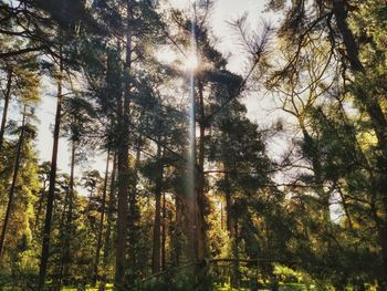 Low angle view of trees in forest