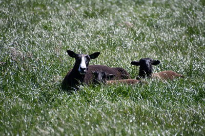 Black sheep in the field