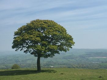 Tree on landscape against sky